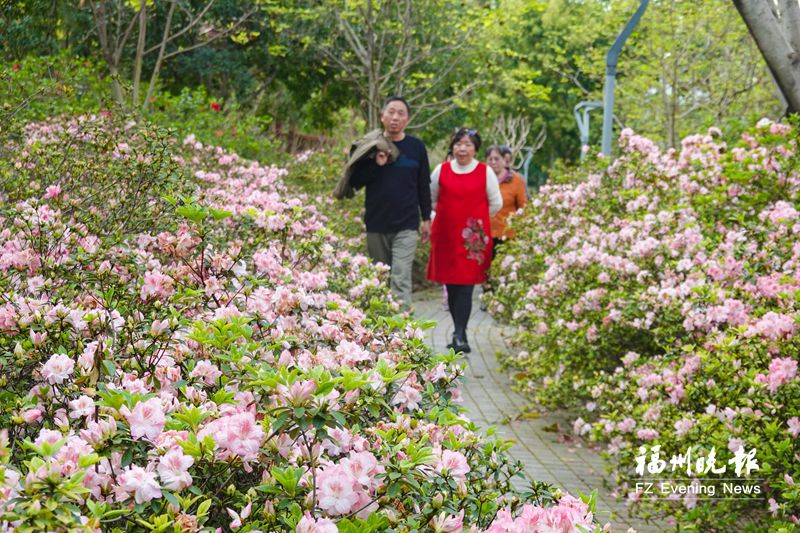 杜鹃花文化节7日开幕 琴亭湖公园种植125个品种近3万株(图2)