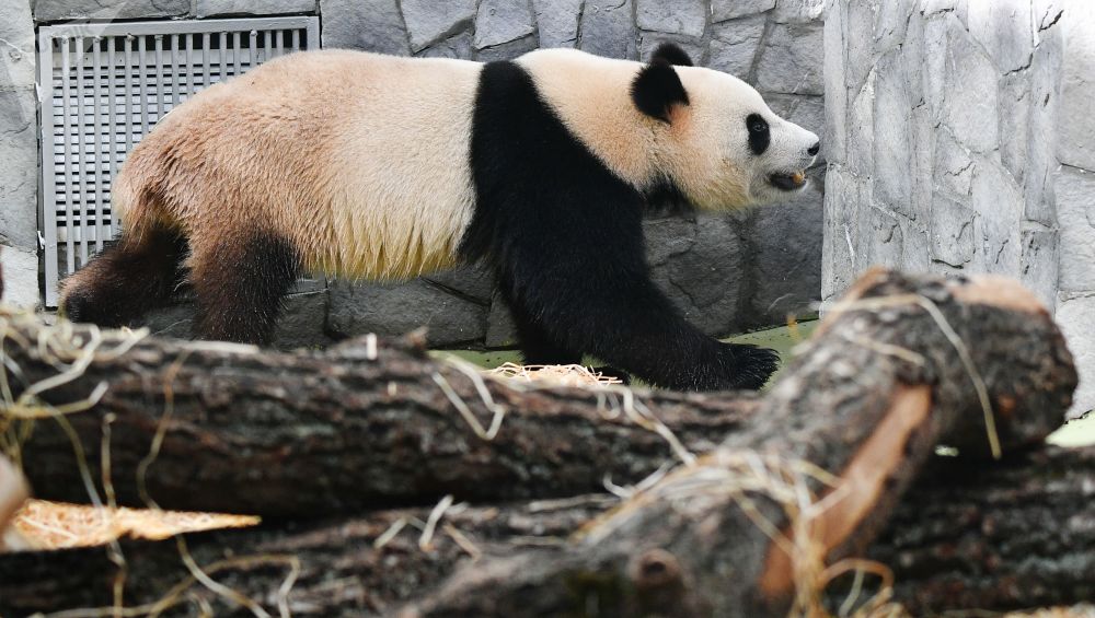 旅俄大熊猫“丁丁”首诞幼崽