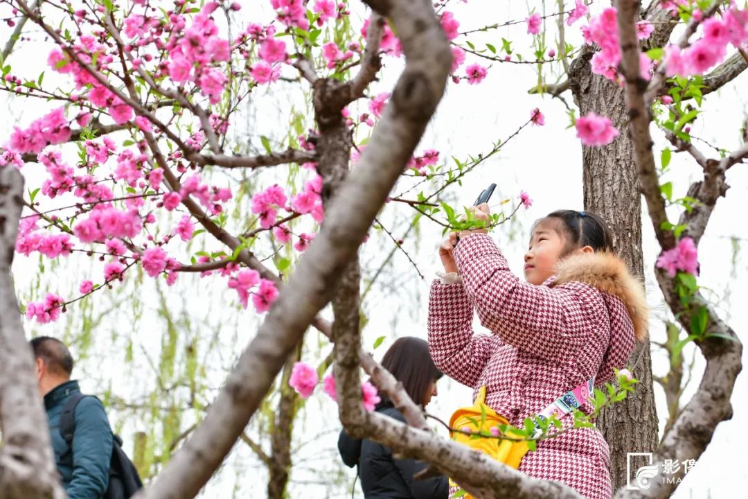 美上央视！福州这些地方“桃醉”了！(图12)