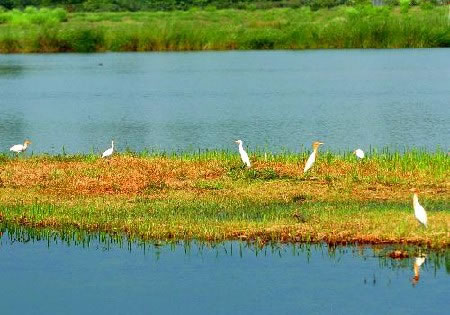 湖北后官湖重现莲花水乡沼泽湿地区