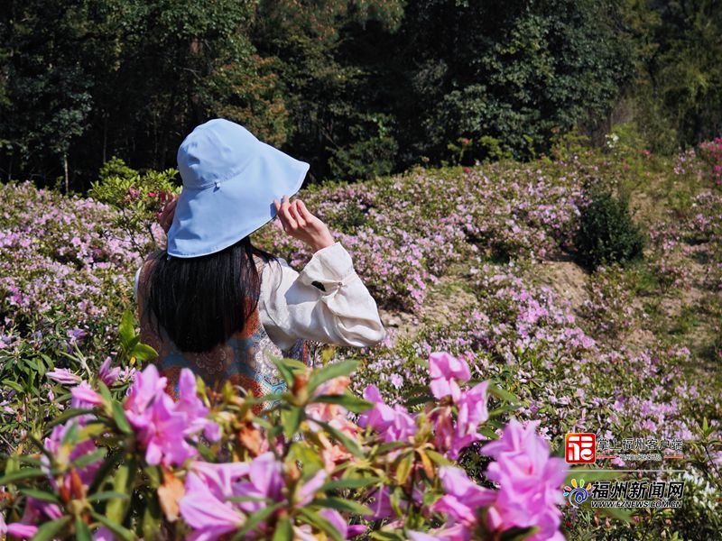 福州掀起杜鹃赏花热(图8)