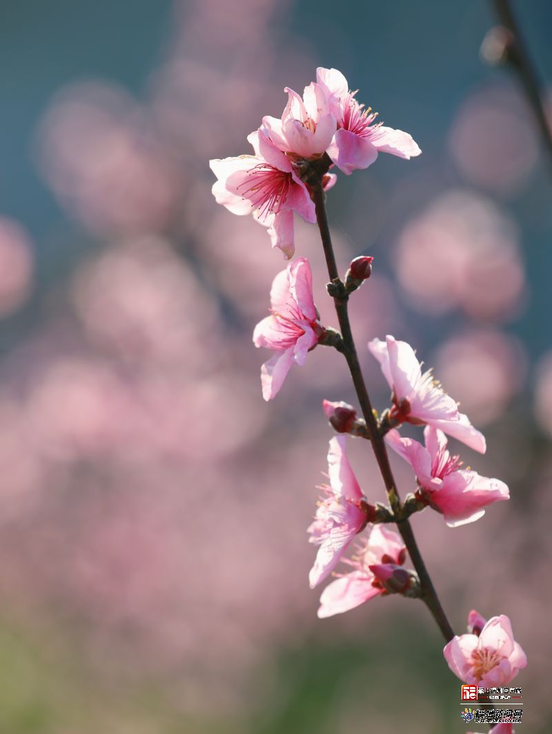 福州果桃花盛 已成春日主角之一(图2)