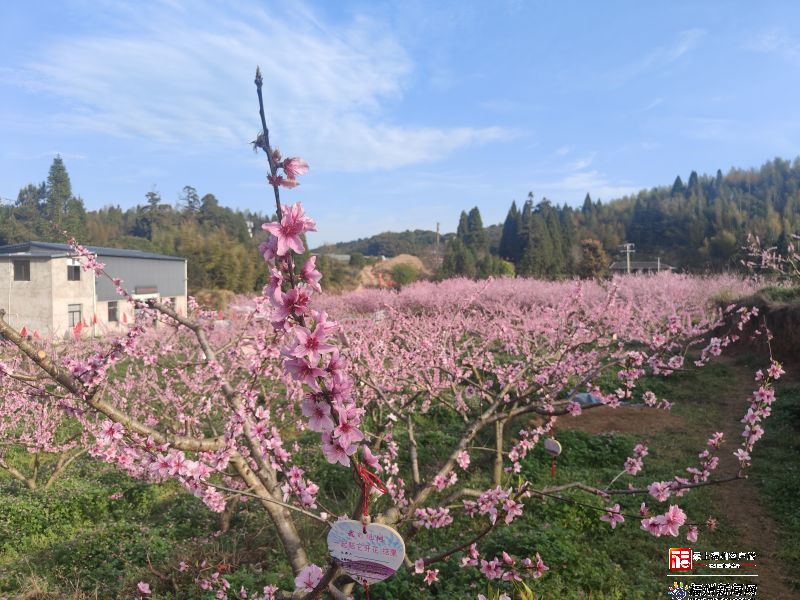 福州果桃花盛 已成春日主角之一(图3)