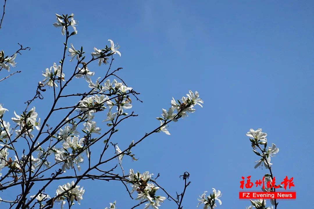 刷屏！福州多地已出现！(图3)