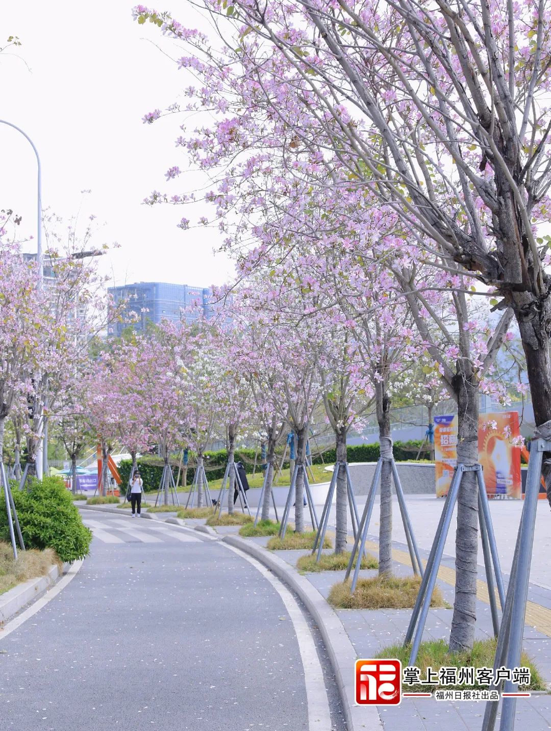 提前绽放！福州羊蹄甲花开成海！这一幕太浪漫(图7)