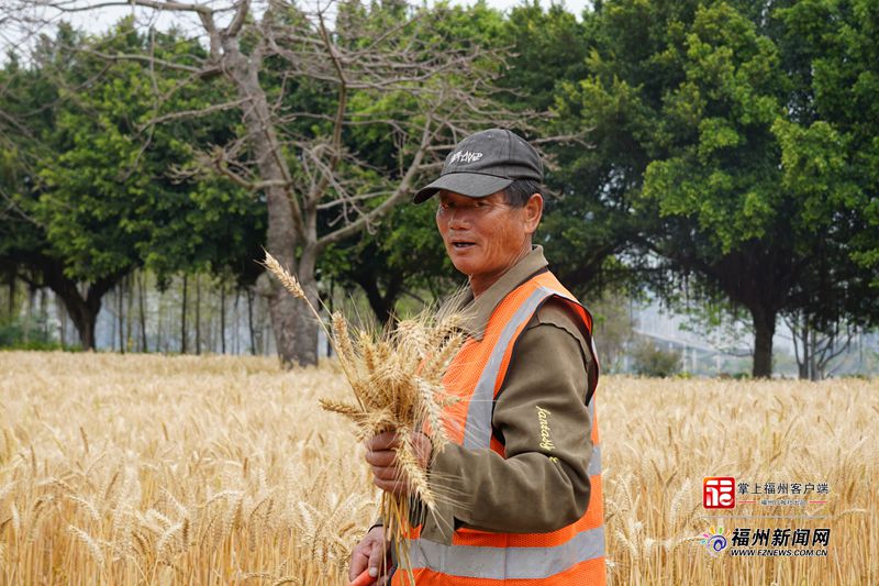 别跑空！福州花海公园麦田本周内收割完毕(图1)