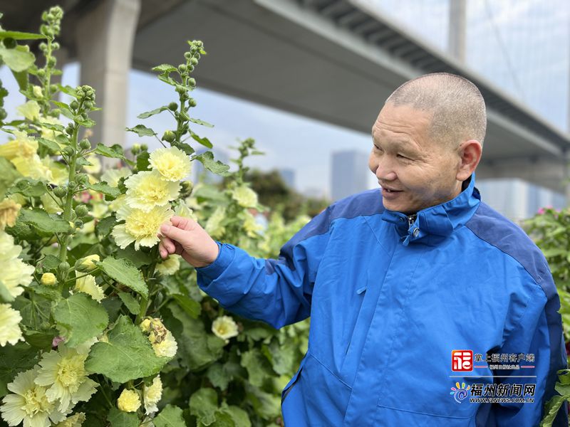 别跑空！福州花海公园麦田本周内收割完毕(图5)