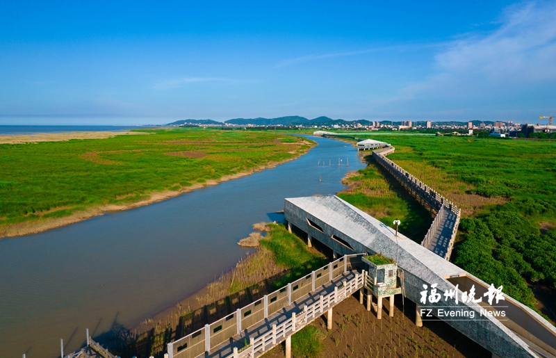 闽江河口湿地“鸟脸识别”显身手