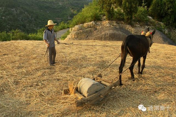 北方冬小麦进入春耕用水高峰全国春灌大面积展开(图1)