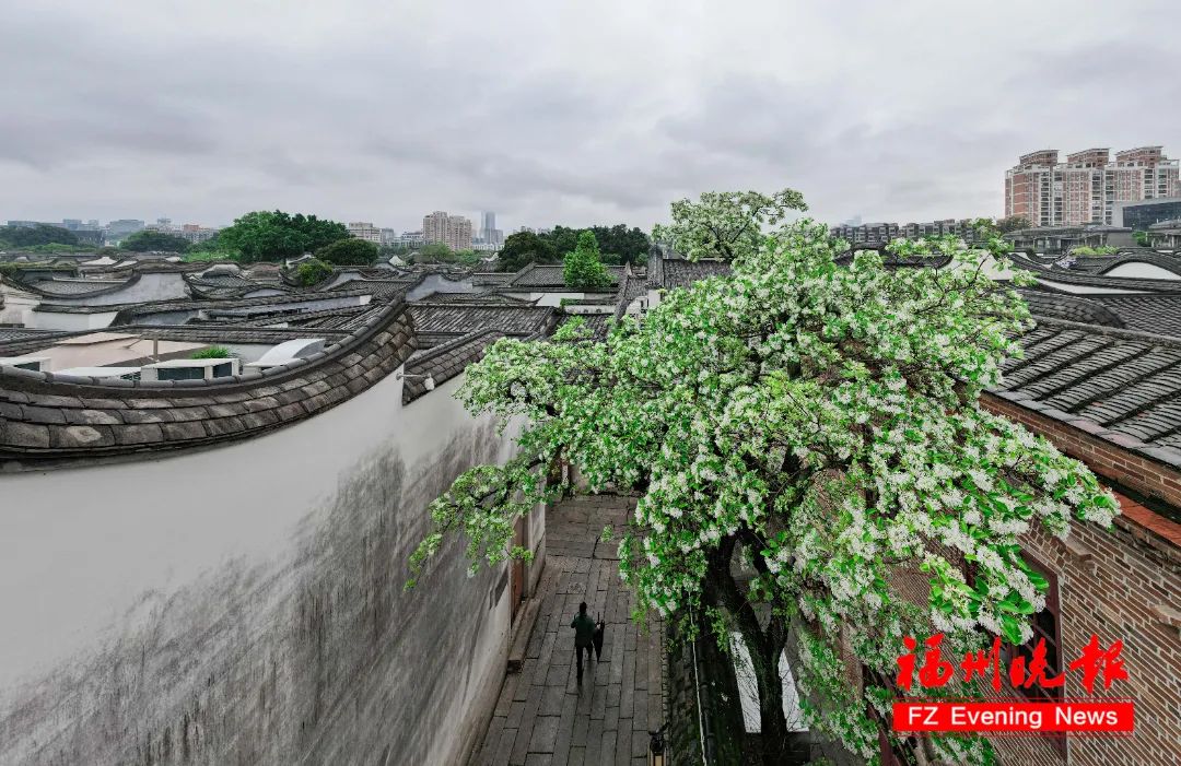 惊艳！就在福州三坊七巷！错过要等一整年！(图1)
