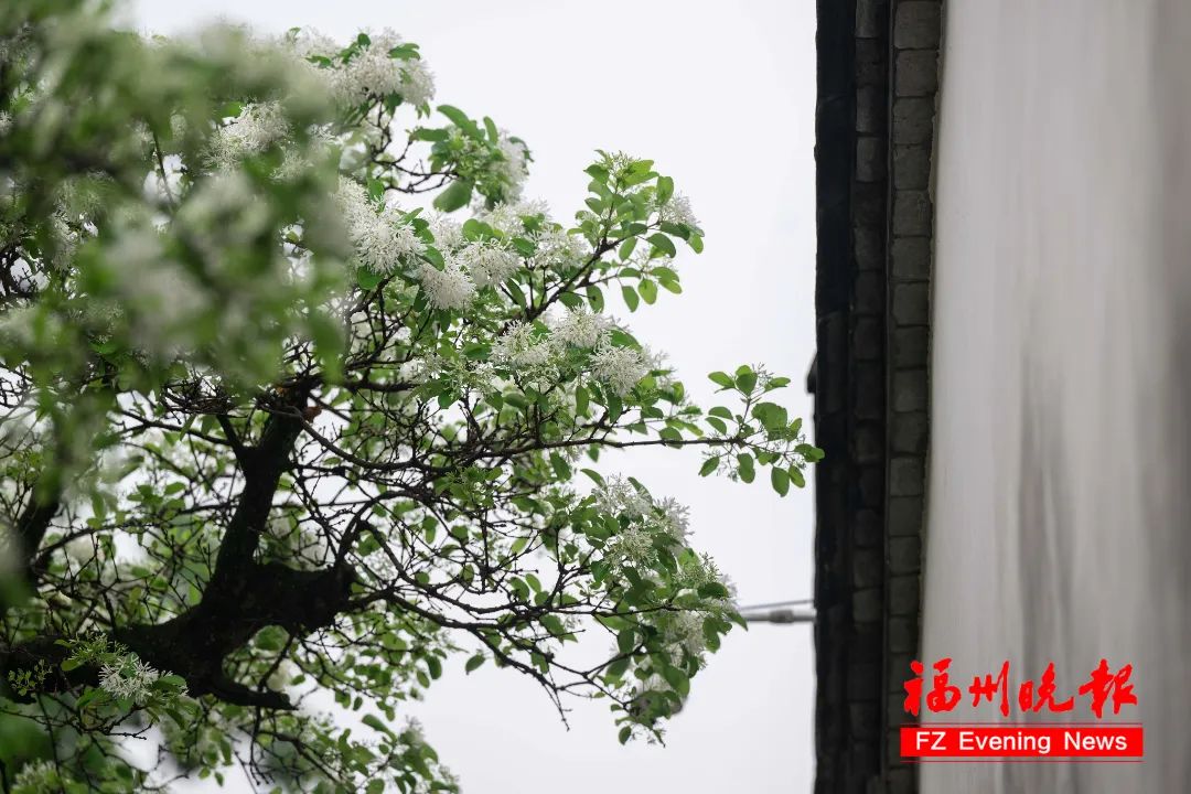 惊艳！就在福州三坊七巷！错过要等一整年！(图2)