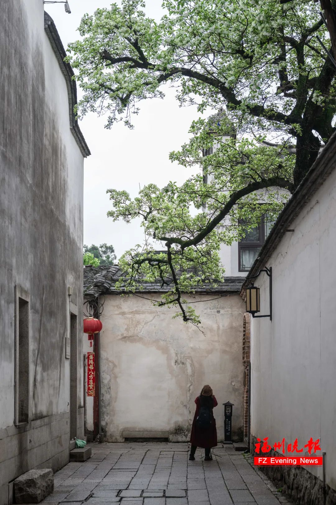惊艳！就在福州三坊七巷！错过要等一整年！(图13)