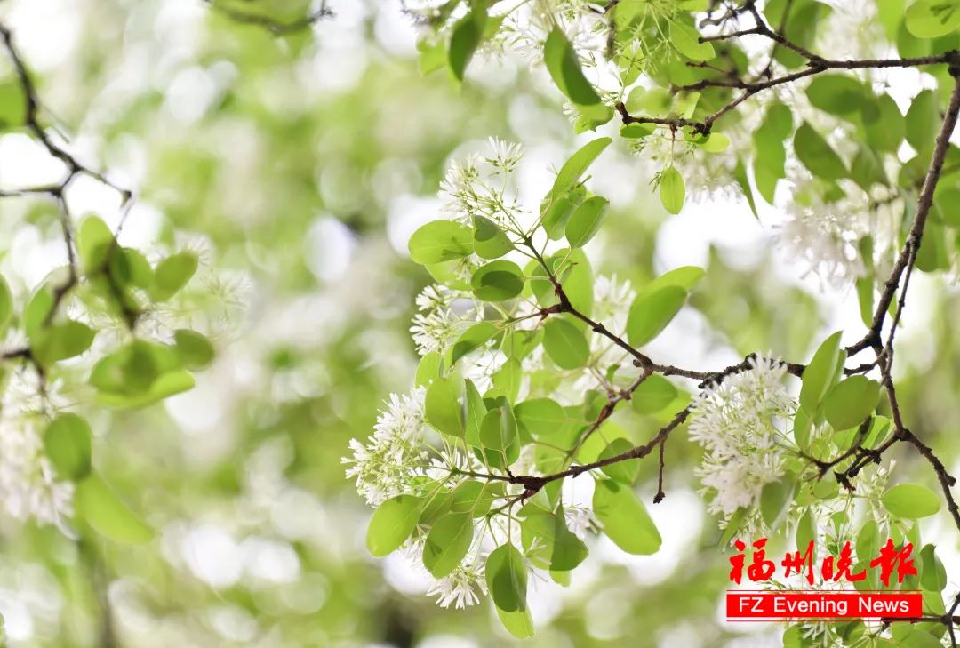 惊艳！就在福州三坊七巷！错过要等一整年！(图5)