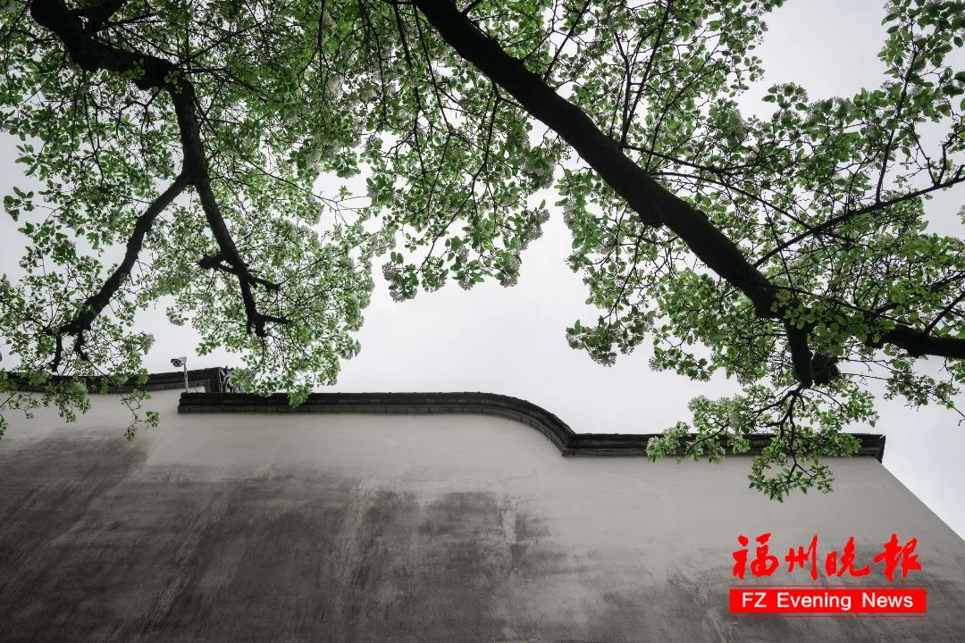 惊艳！就在福州三坊七巷！错过要等一整年！(图7)