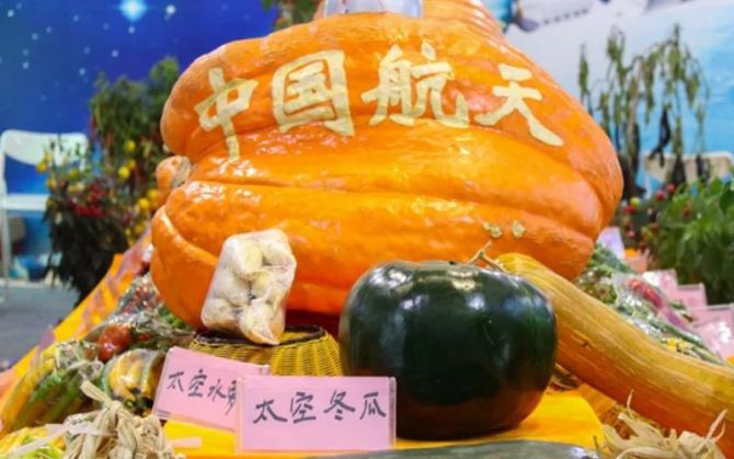 我国航天育种创造直接经济效益逾千亿元太空种子结硕果