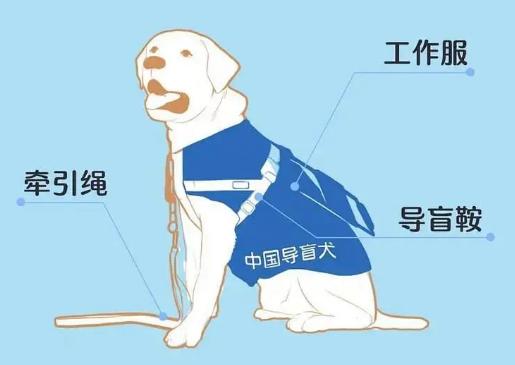 导盲犬温顺聪明，常见犬种有拉布拉多巡回猎犬