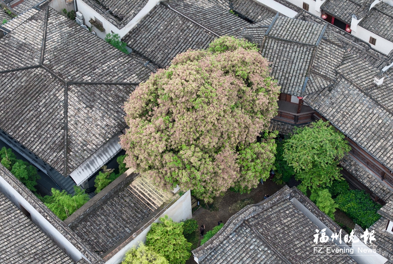 百年苹婆树 花开小黄楼