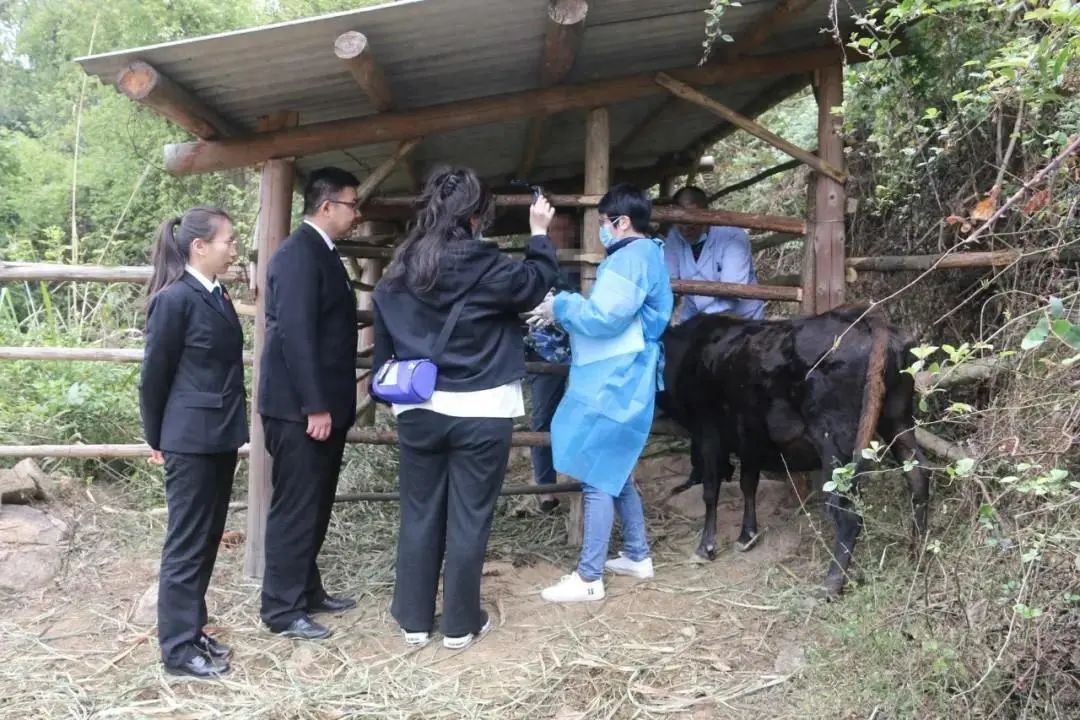 怀疑自家小牛跑到别家 闽清养牛户花万元为牛做“亲子鉴定”