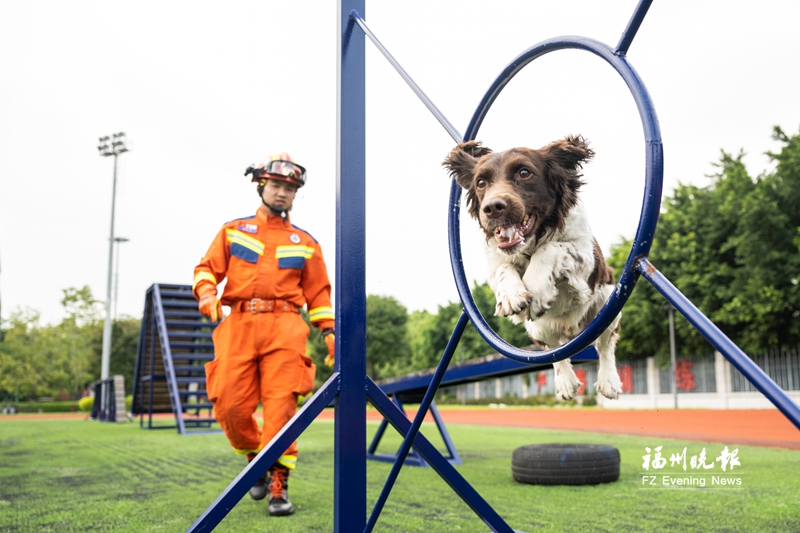 今天是国际搜救犬日 福州“神犬奇兵”这样炼成(图1)