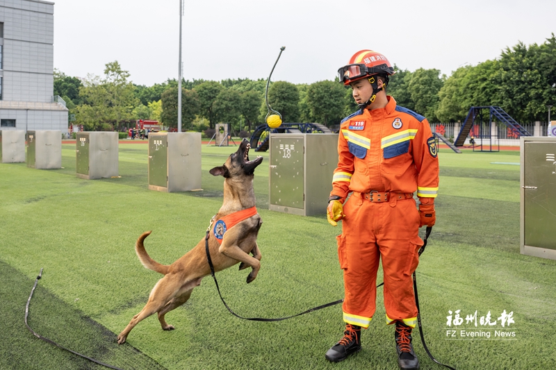 今天是国际搜救犬日 福州“神犬奇兵”这样炼成(图2)