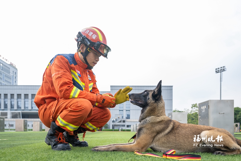 今天是国际搜救犬日 福州“神犬奇兵”这样炼成(图3)