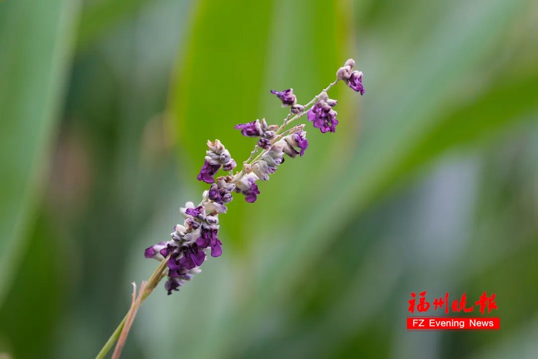 打卡！打卡！福州这里，绝美！(图7)