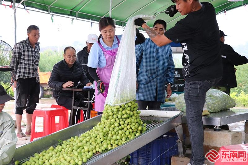 闽味里的大食物观｜福州永泰：绿色发展绘“梅”景 产业融合促振兴