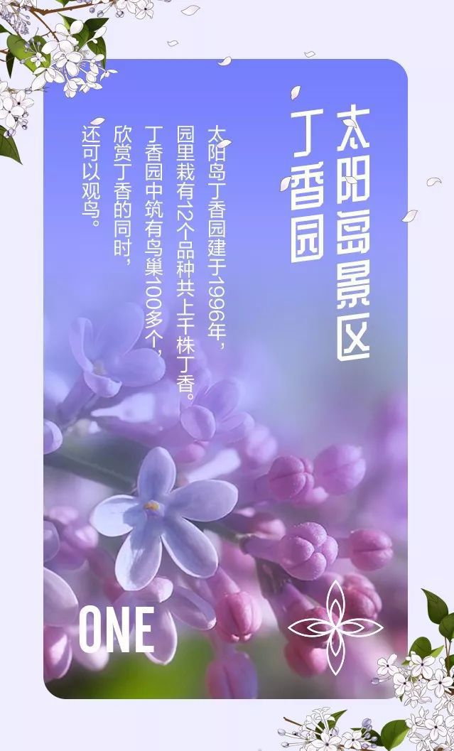 哈尔滨：丁香绽放，赏花旅游渐火，城市名片传递独特魅力(图2)